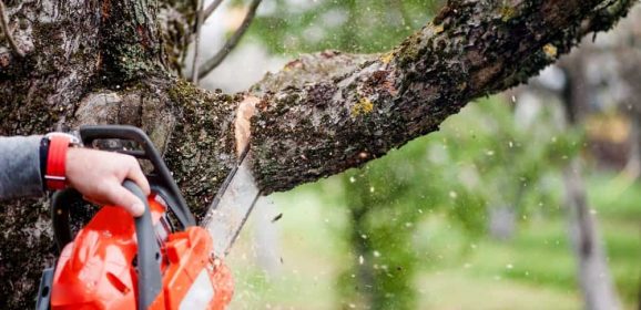 How to Go About Tree Felling