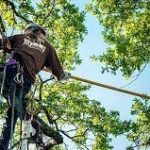 Tree Pruning in Camberwell