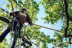 Tree Pruning in Camberwell