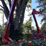 Tree Stump Removal Wandana Heights – Why You Should Hire a Professional