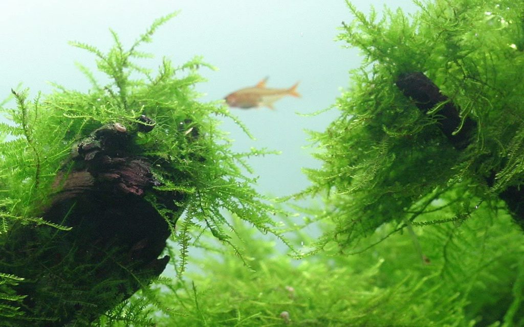 aquarium mosses