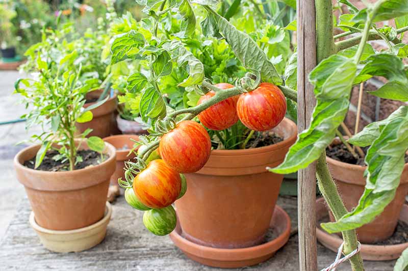 grow veggies at home