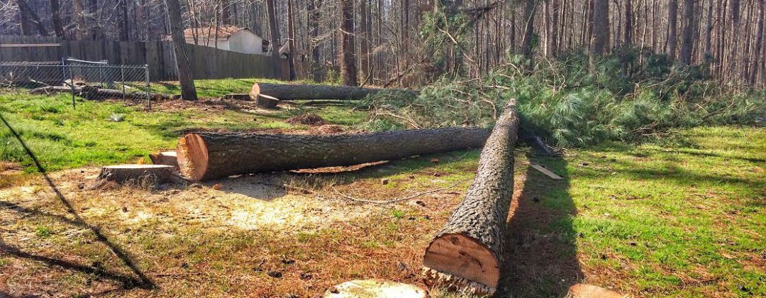 tree and stump removal