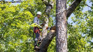 arborist services Melbourne
