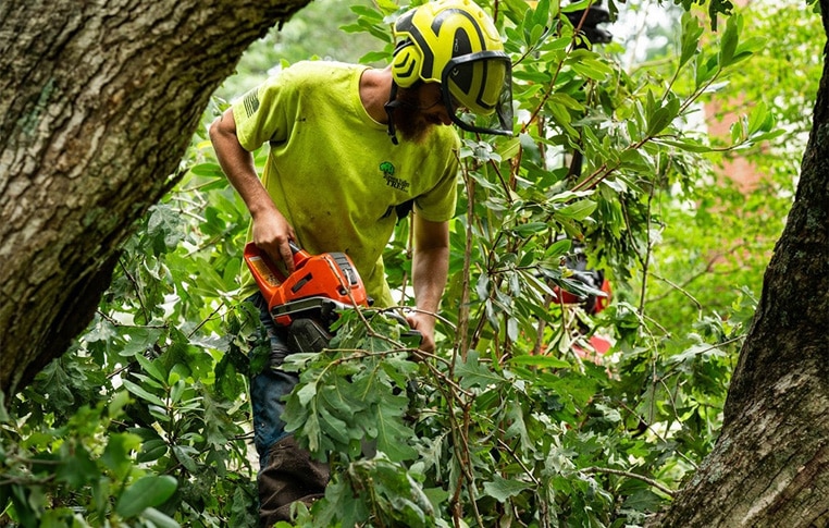 tree mulching services