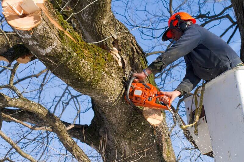 tree removal cost Sydney