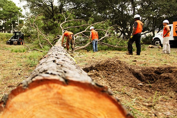 Professional Tree Removal