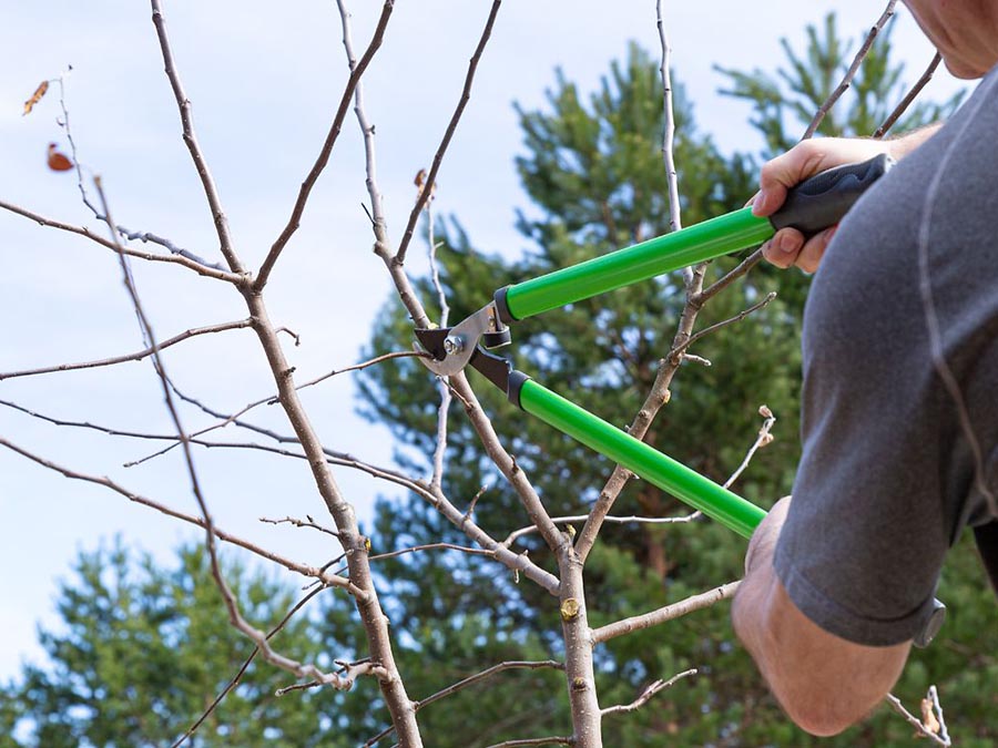 tree pruning Brisbane
