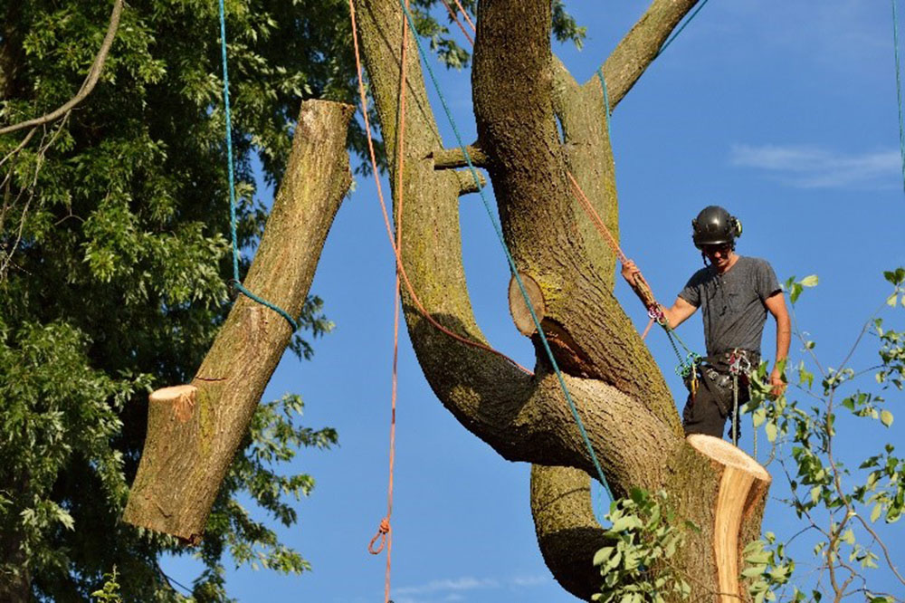 tree removal Melbourne