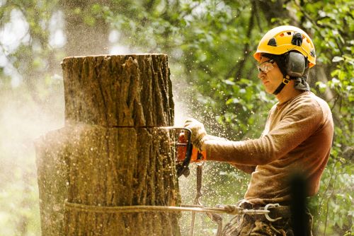 tree removal Narre Warren