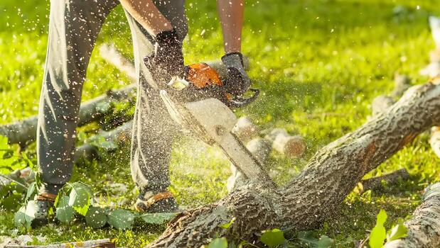 tree removal Melbourne