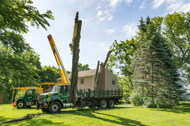 tree removal services Brisbane