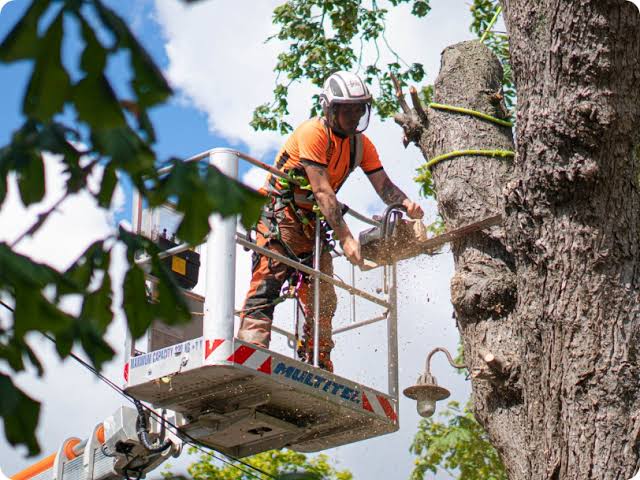 Melbourne tree services