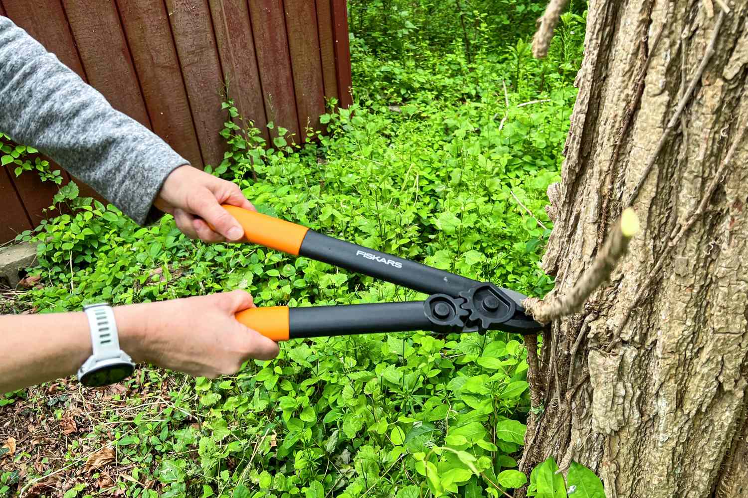 tree loppers Brisbane