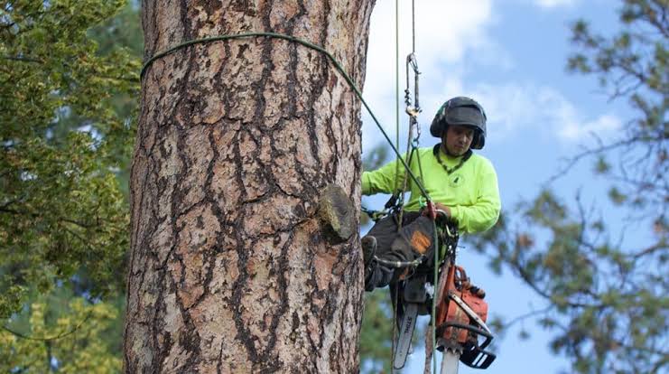 tree specialist Melbourne