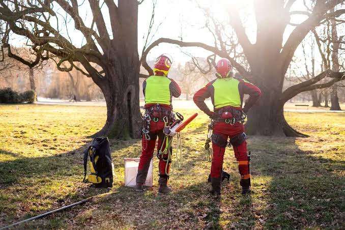 Tree Inspection Melbourne